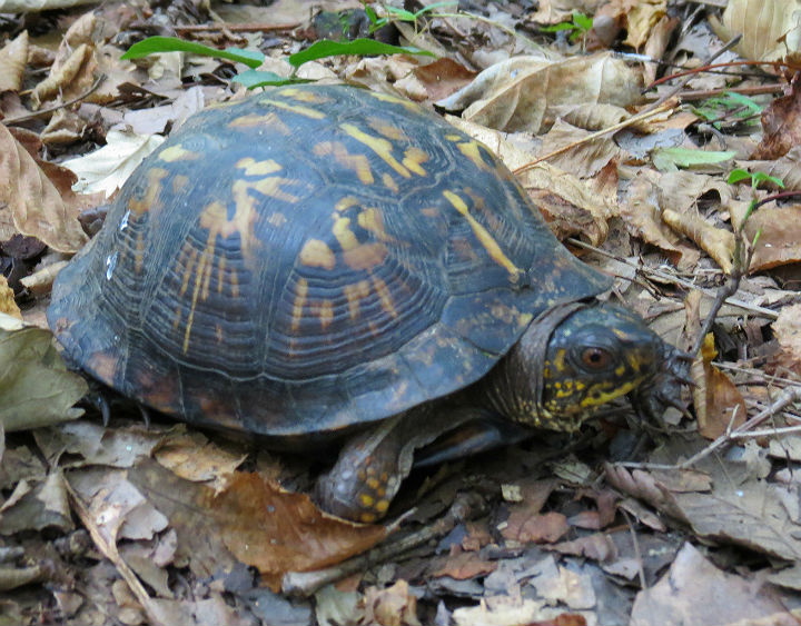 Eastern Box Turtle